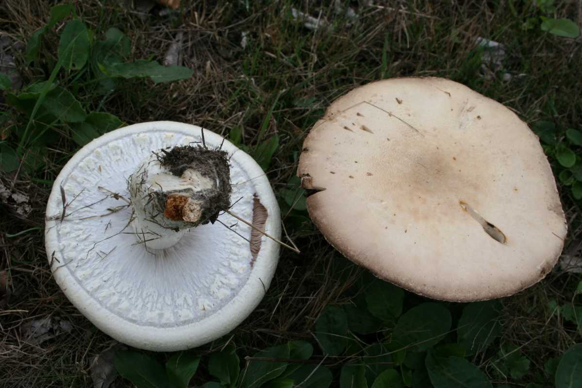 Шампиньон двукольцевой (четырехспоровый): описание, фото, видео. Когда можно собирать грибы, где они растут. Съедобный вид или нет. Опасные двойники.