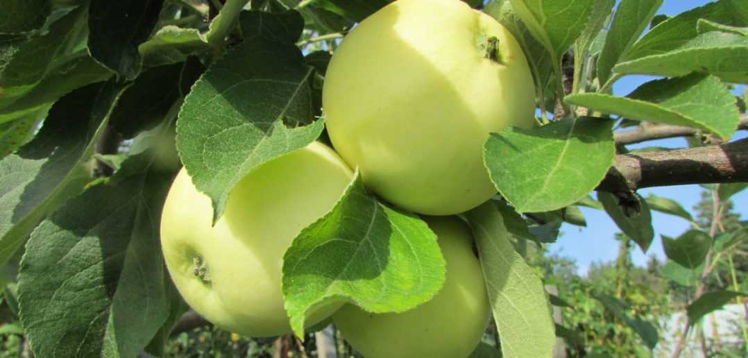 Летние сорта яблонь: описание с фото, достоинства и недостатки.