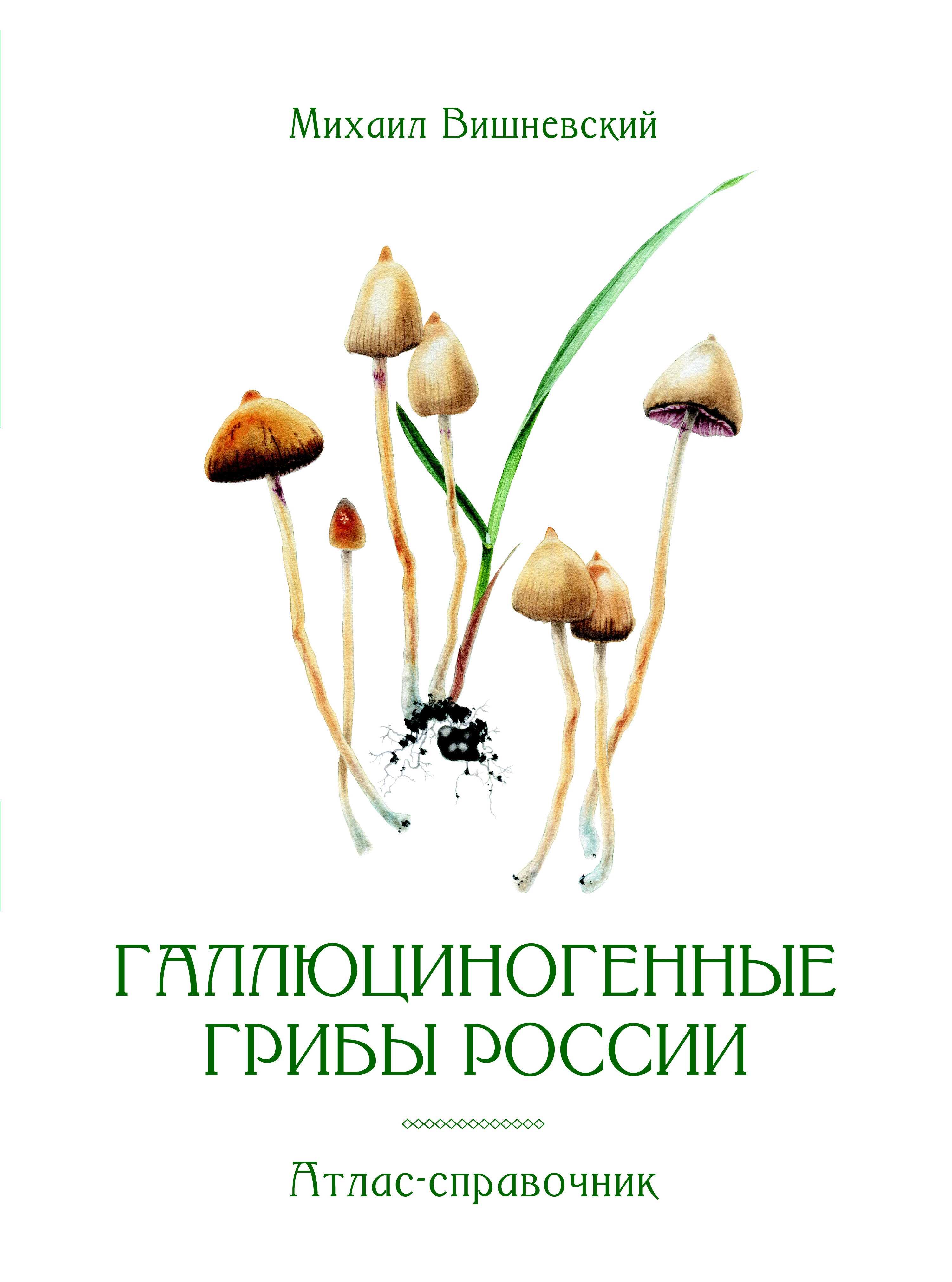 Псилоцибе чешская (Psilocybe bohemica): места произрастания, съедобность, негативное влияние на организм. Описание внешнего вида с фото.