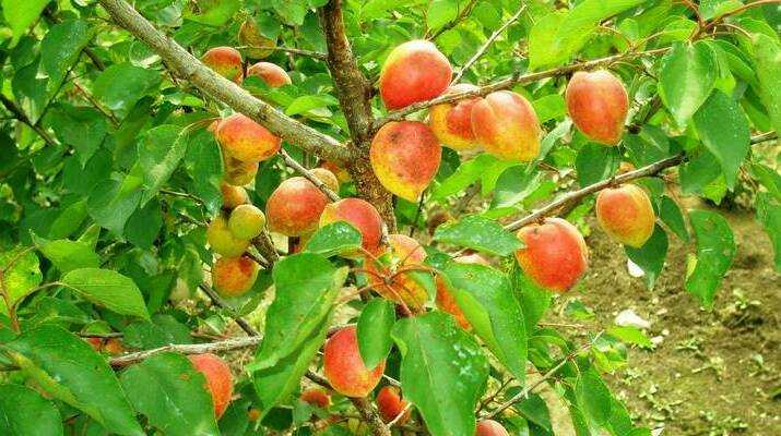 Сорта яблонь для сибири: рейтинг самых популярных + фото сортов