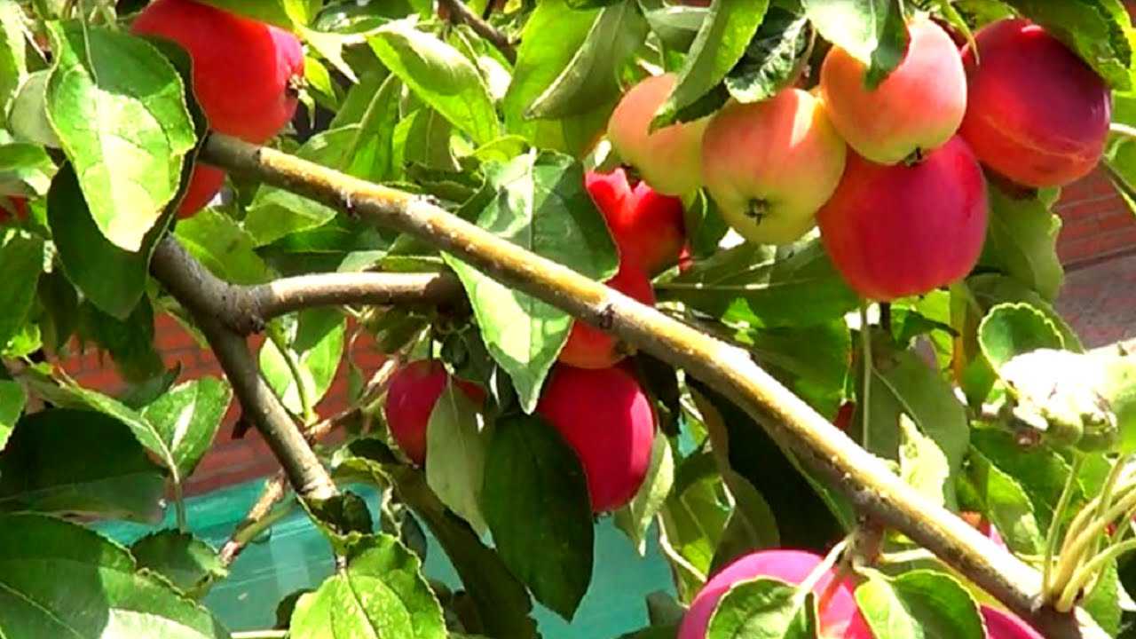 Описание сорта яблони дарунок - мыдачники