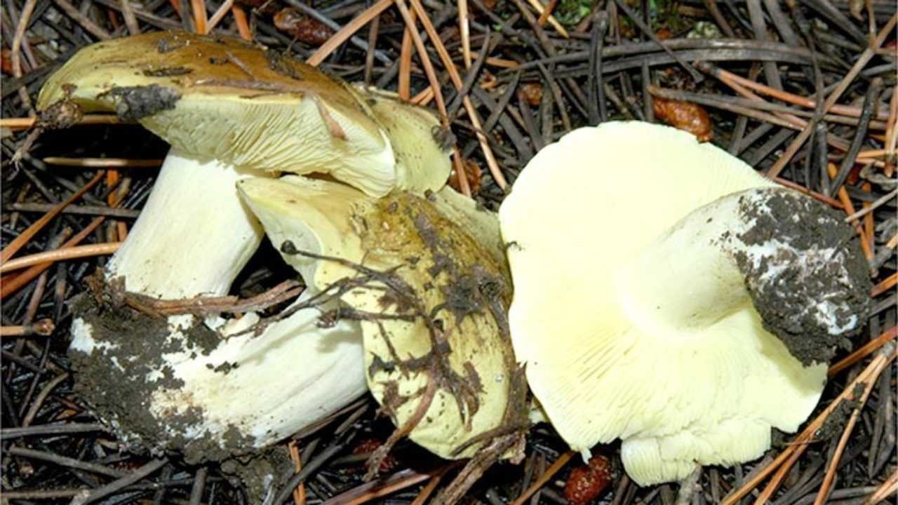 Как выглядят грибы серушки и их описание (+23 фото)