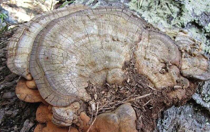 Трутовик лакированный (ganoderma lucidum): уникальный лечебный гриб