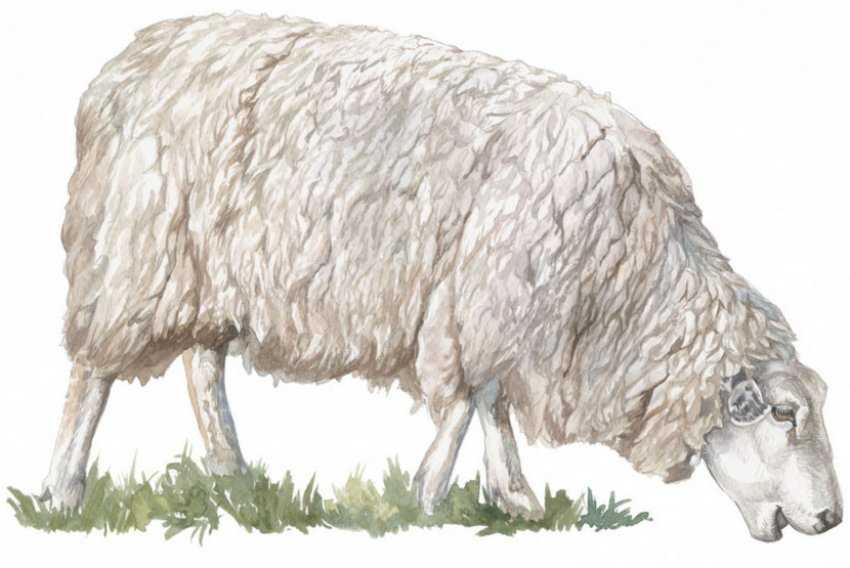 Все самое важное об овцах куйбышевской породы