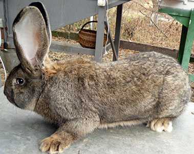Кролики породы фландр: характеристики породы, разведение и уход