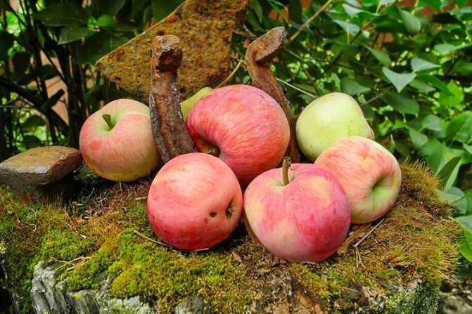 Яблоня «мельба»: описание сорта, фото и отзывы