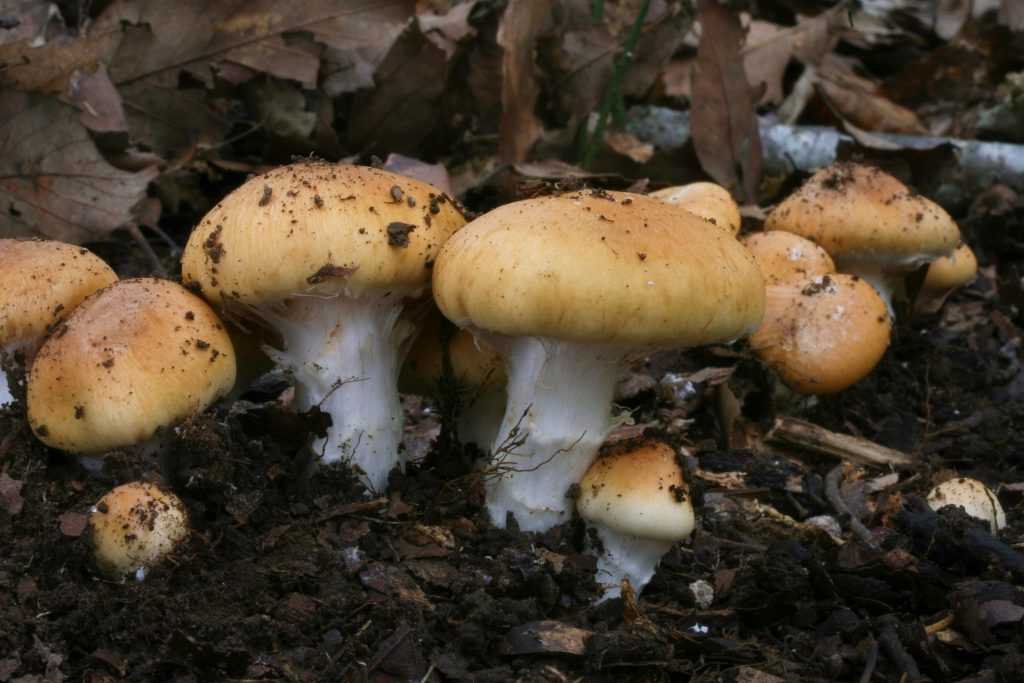 Паутинник порфироножковый (cortinarius porphyropus) –  грибы сибири