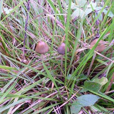 Псилоцибе синеющая (psilocybe cyanescens): фото, описание и где растет гриб в россии