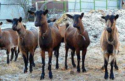 Чешская порода коз: общая характеристика