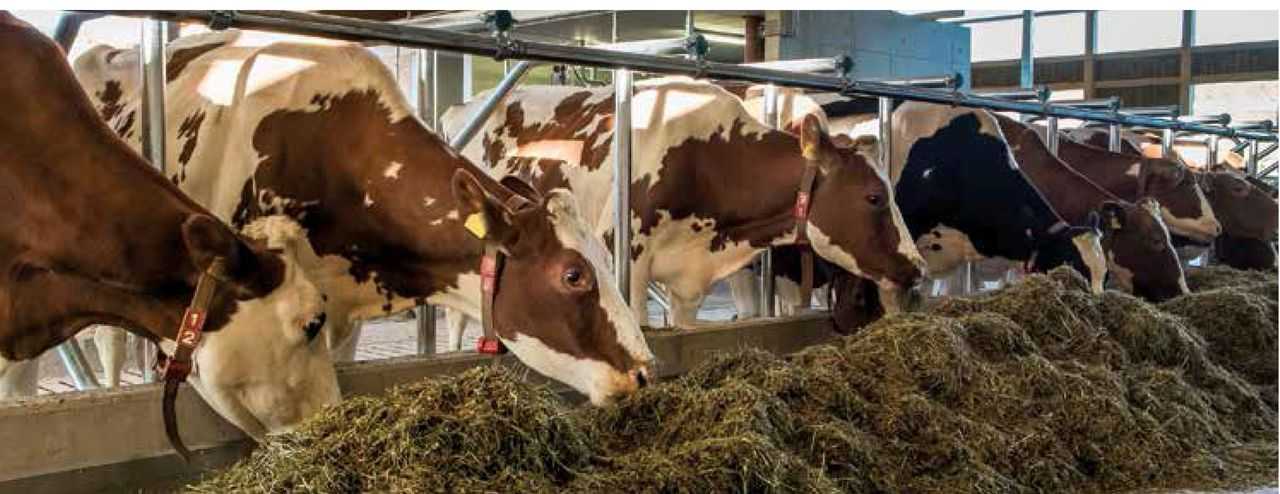 Сколько тонн сена нужно корове на зиму?