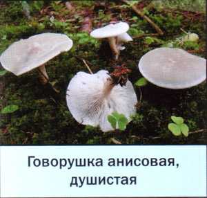Говорушка анисовая: фото душистого гриба