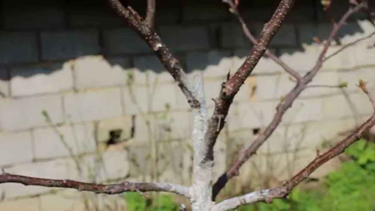 Абрикос ранний: топ лучших сортов с фото, описание, выращивание