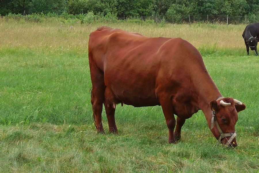 Породы коров с фото и названиями: описание каждой породы