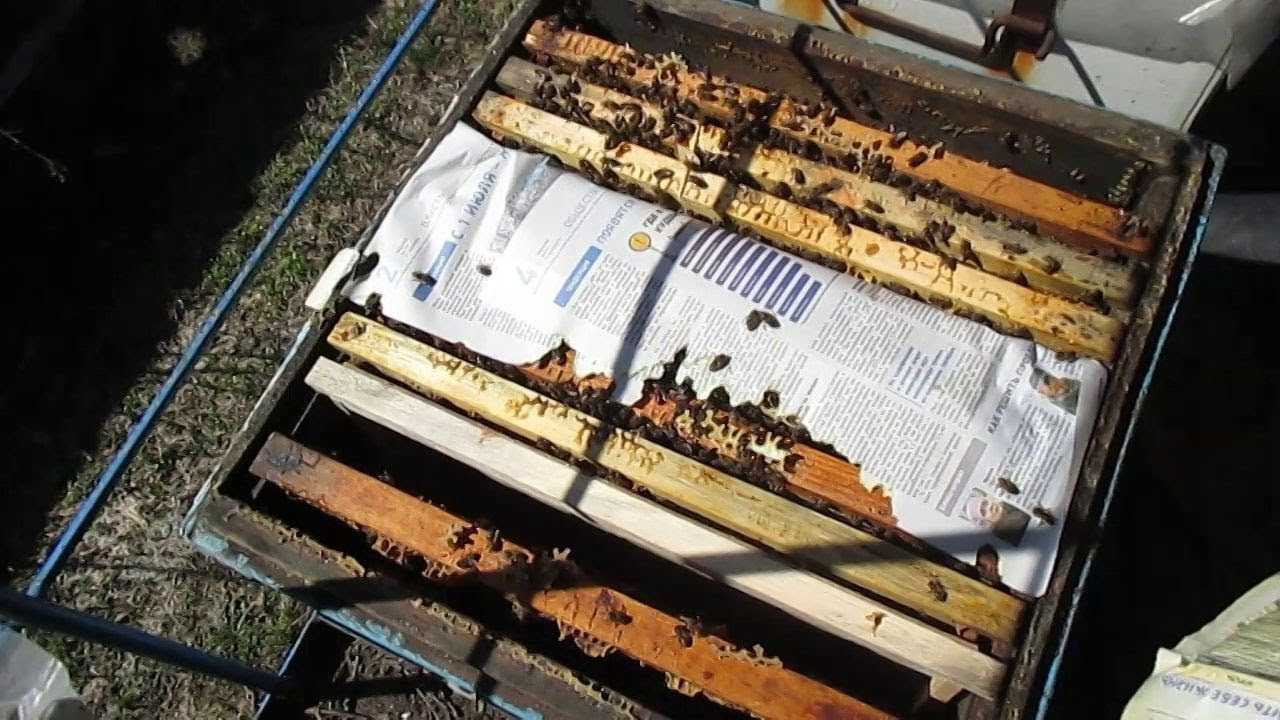 Объединение пчелосемей осенью: как объединить слабые семьи, через газету, перед медосбором