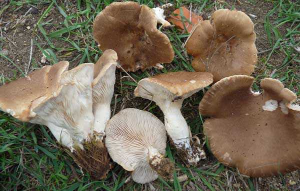 Белая рядовка: описание, произрастание, съедобность, выращивание и похожие грибы