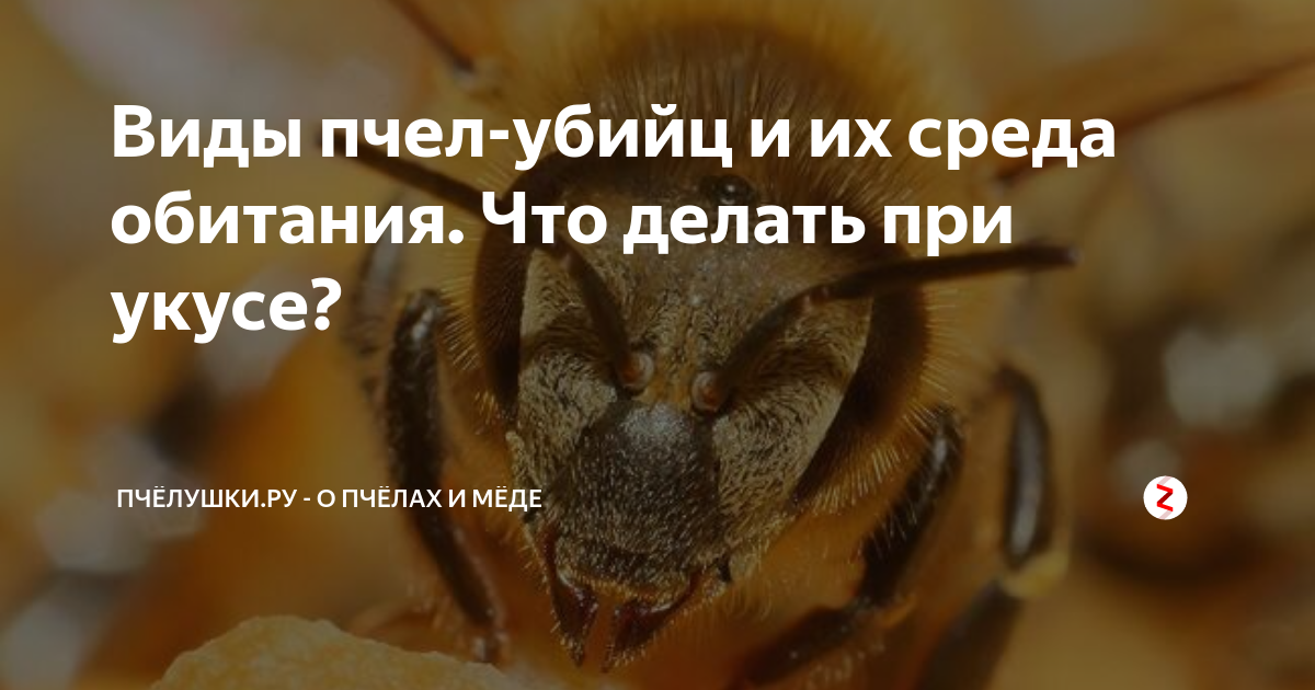 Пчёлы и их значение в природе. проблема вымирания пчёл