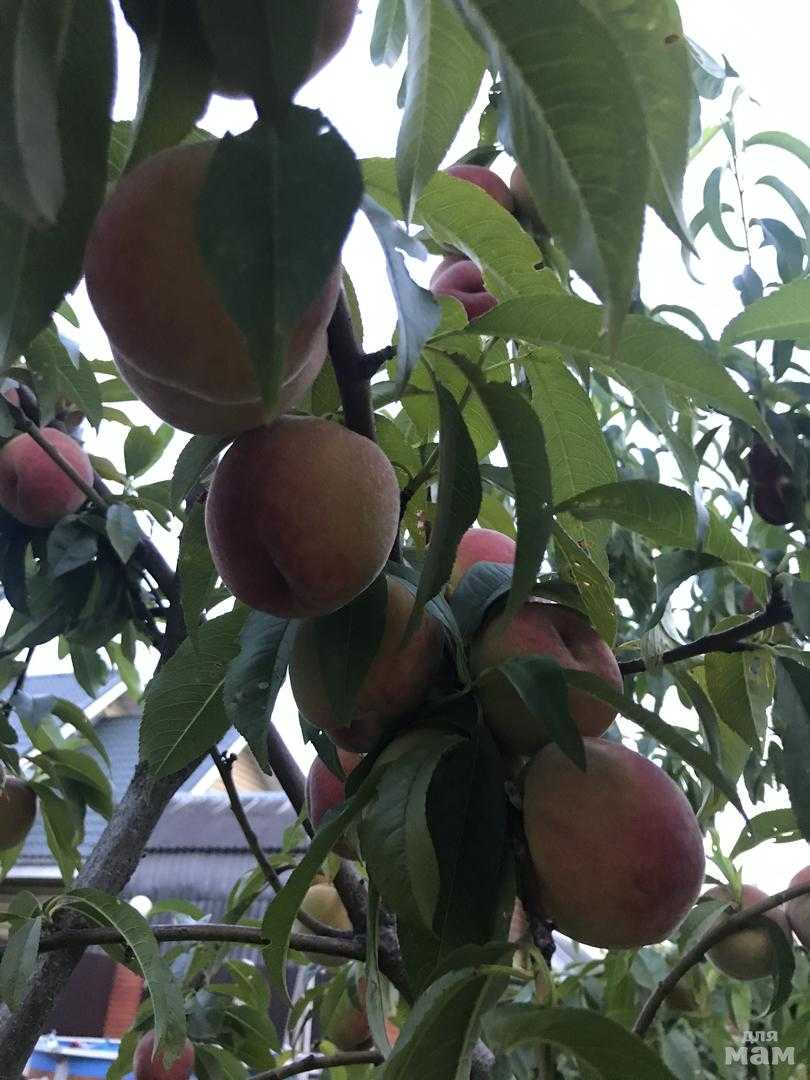 Персик в средней полосе — опыт выращивания. фото — ботаничка.ru