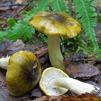 Феолепиота золотистая (phaeolepiota aurea), чешуйчатка травяная или гриб горчичник: фото и описание