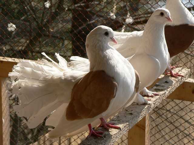 Иранские бойные голуби: описание, фото, уход и содержание