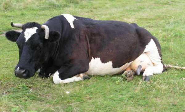Псороптоз у коров