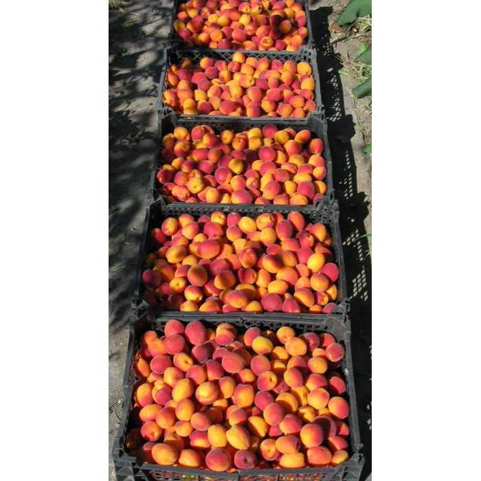 Сорт абрикоса саратовский рубин: описание с фото, выращивание и уход, отзывы
