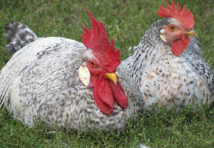 Описание кур породы борковская барвистая (16 фото): как выглядит несушка? особенности выращивания цыплят, отзывы владельцев