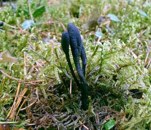 Кордицепс серо-пепельный – гриб, растущий на насекомых
