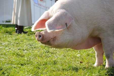 Популярные породы свиней с фото и описанием