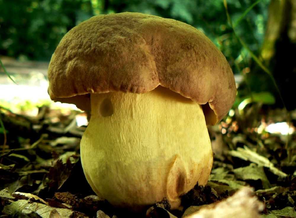 Боровик золотистый: как его узнать, где растет редкий гриб, какими пищевыми качествами обладает, на какие виды похож, и в чем его ценность.