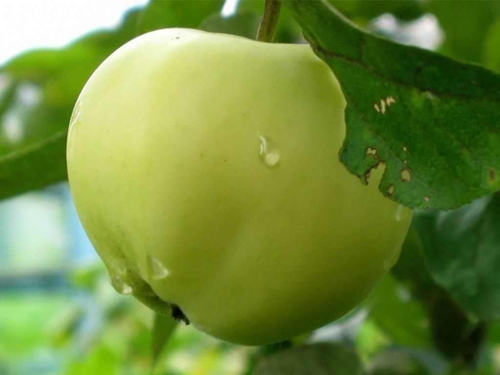 Медовое яблоко — высокоурожайный и морозоустойчивый сорт