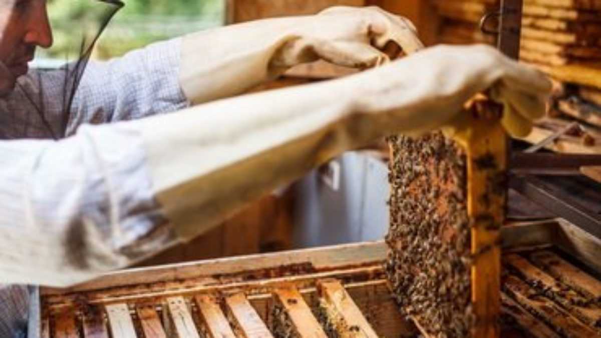Особенности содержания пчёл зимой: подготовка