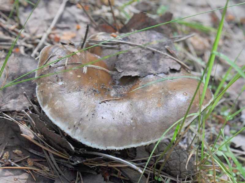 Подгруздок чернеющий — описание, где растет, ядовитость гриба