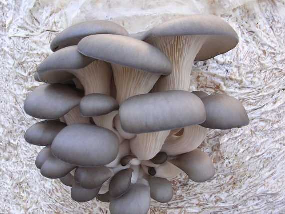 Вешенки: польза и вред самых распространенных грибов. калорийность вешенок и их полезные свойства для организма
