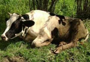 Корова плохо ест сено: причины подобного поведения. Что делать, если животное отказывается от пищи. Сколько сена должна есть корова в день.