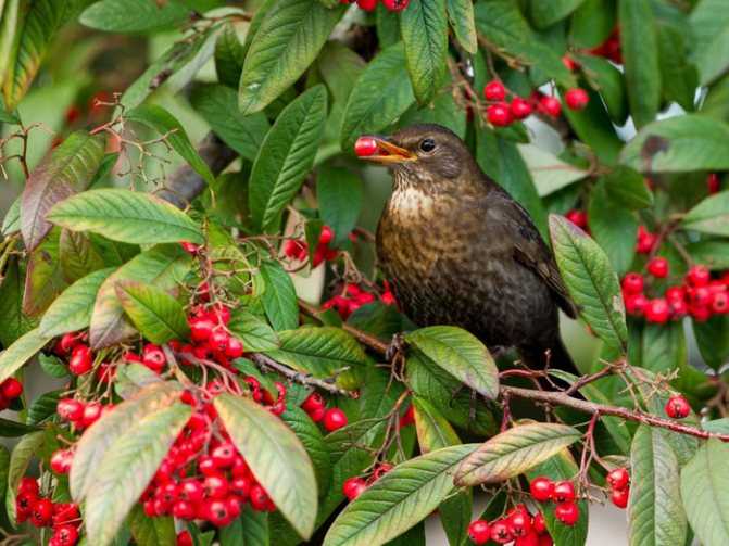 Как защитить черешни и вишни от птиц: способы сохранения урожая