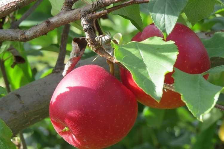 Характеристика и описание яблони сорта пепин шафранный, посадка и уход