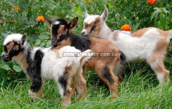 Камерунские козы отзывы владельцев