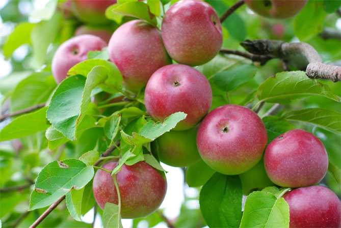 Яблоня лобо: описание сорта, посадка, выращивание и уход