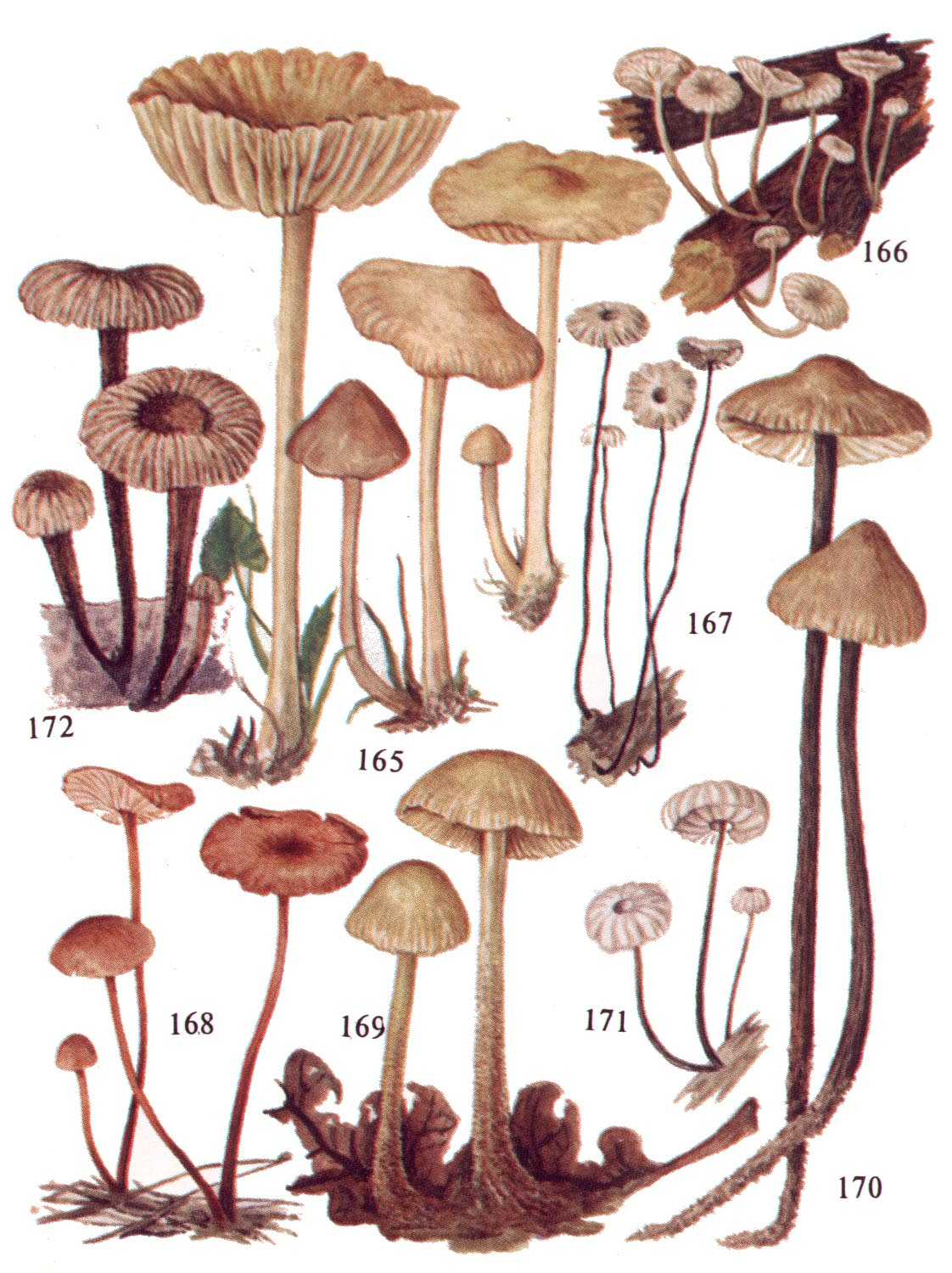 Чесночник большой (mycetinis alliaceus): как выглядят грибы, где и как растут, съедобный или нет