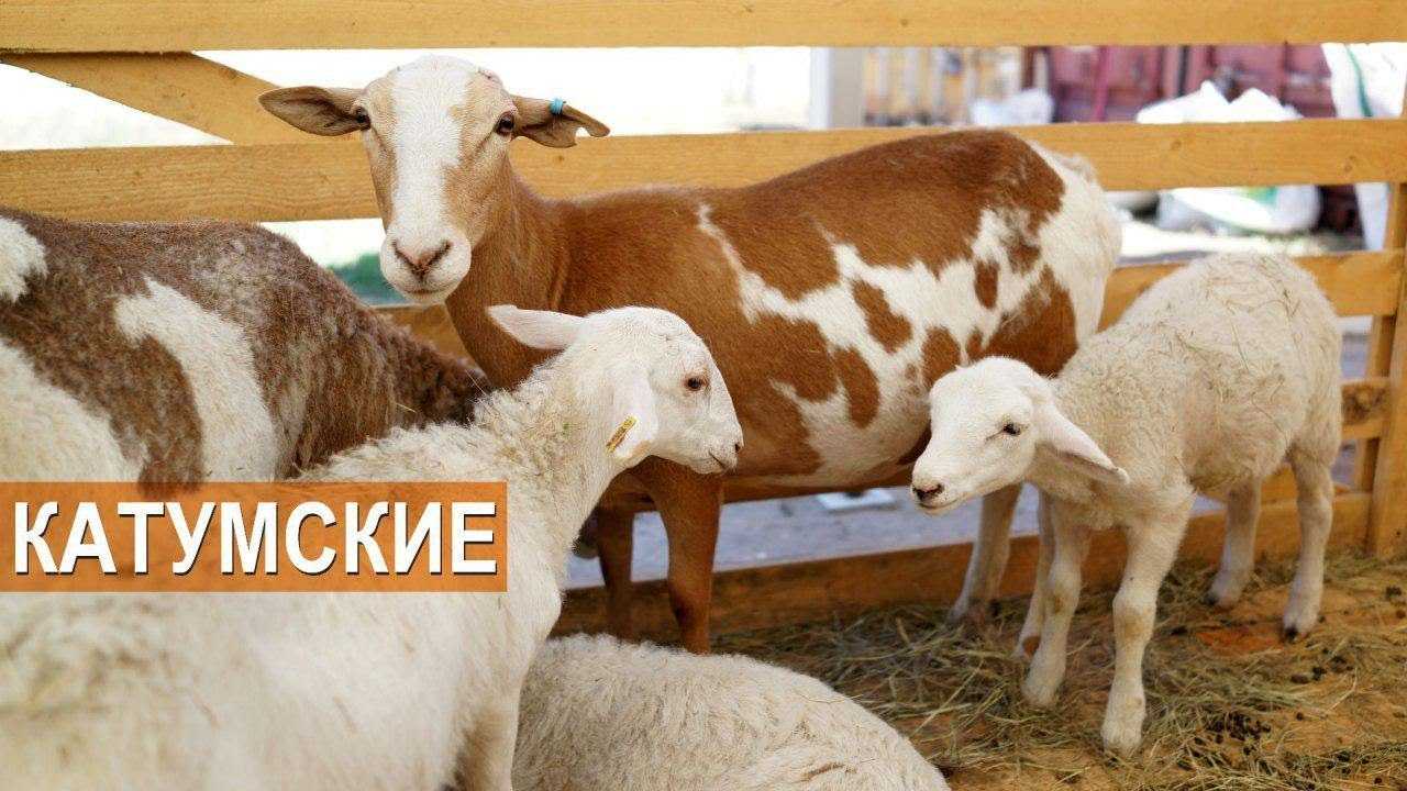 Лпх дударевых. катумские овцы