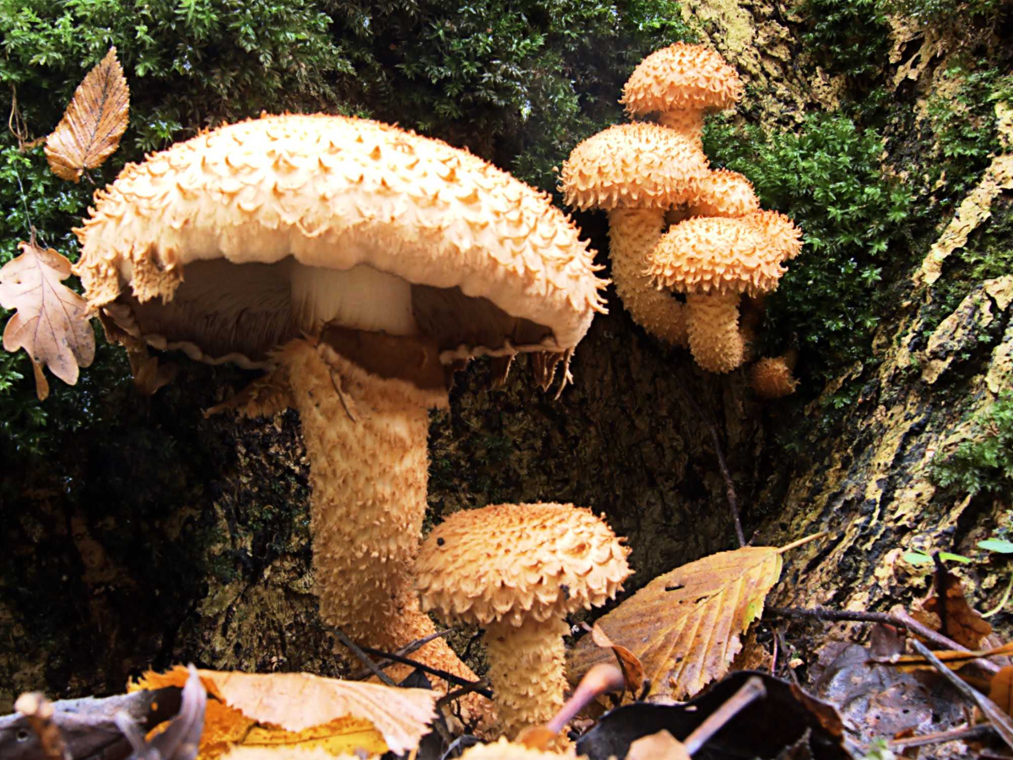 Чешуйчатка слизистая: съедобен ли гриб, чем полезен, как выглядит и где произрастает. Как правильно отличить от двойников.