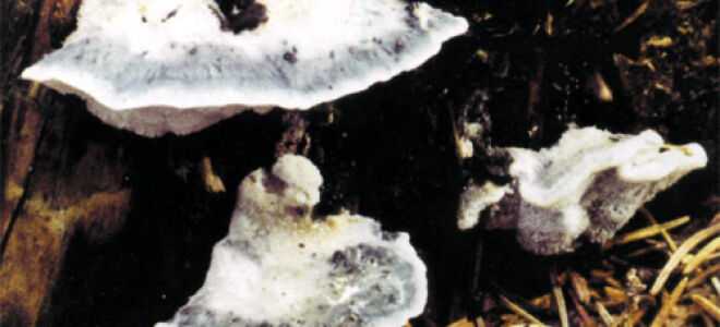 Как отличить ядовитую серую рядовку от съедобных грибов