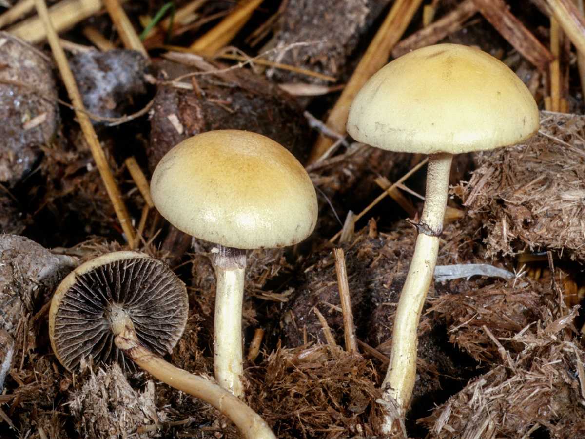 Навозная лысина – непримечательный грибок с «интересными» свойствами