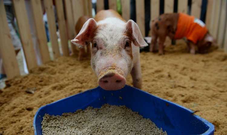 Сколько корма нужно свинье для откорма: нормы, расчет, таблица