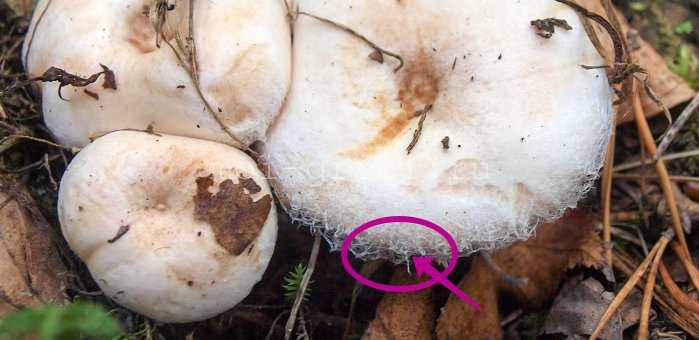 Волнушка белая (белянка) – фото и описание гриба, как готовить, где растет