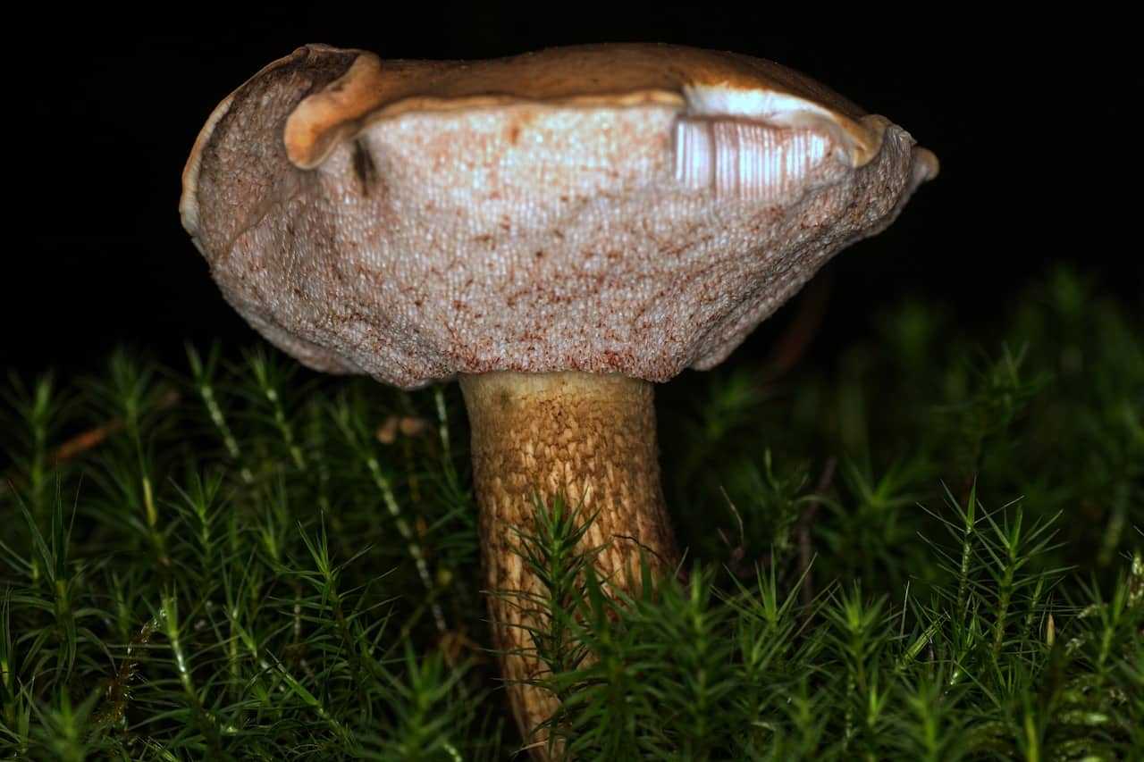 Ложные моховики: виды, как отличить от съедобных грибов?