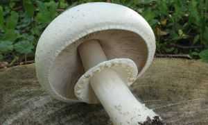 Рыжики грибы: фото и описание съедобных и ложных видов, отличие от волнушек
