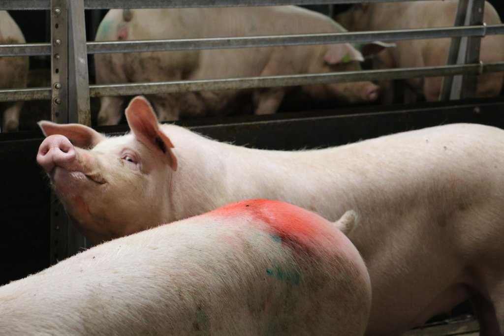 Племенное свиноводство | одна из причин низкой продуктивности свиноматок.