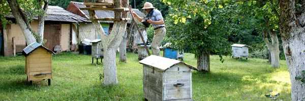 Пчеловодческий инвентарь, какие оборудование и пасечные приспособления нужны для организации пасеки