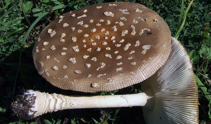 Мухомор толстый – съедобный, но не вкусный гриб